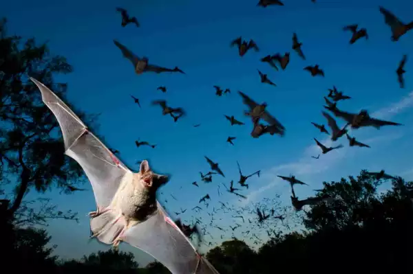 Residents in Shock as 200,000 Bats Take Over Community, Hold Everyone Hostage 